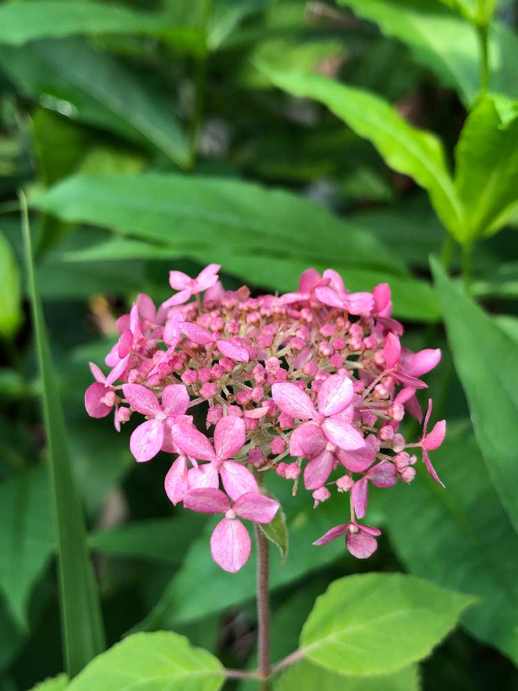 すべての美しい花の画像 ユニークピンク アナベル 花 が 小さい