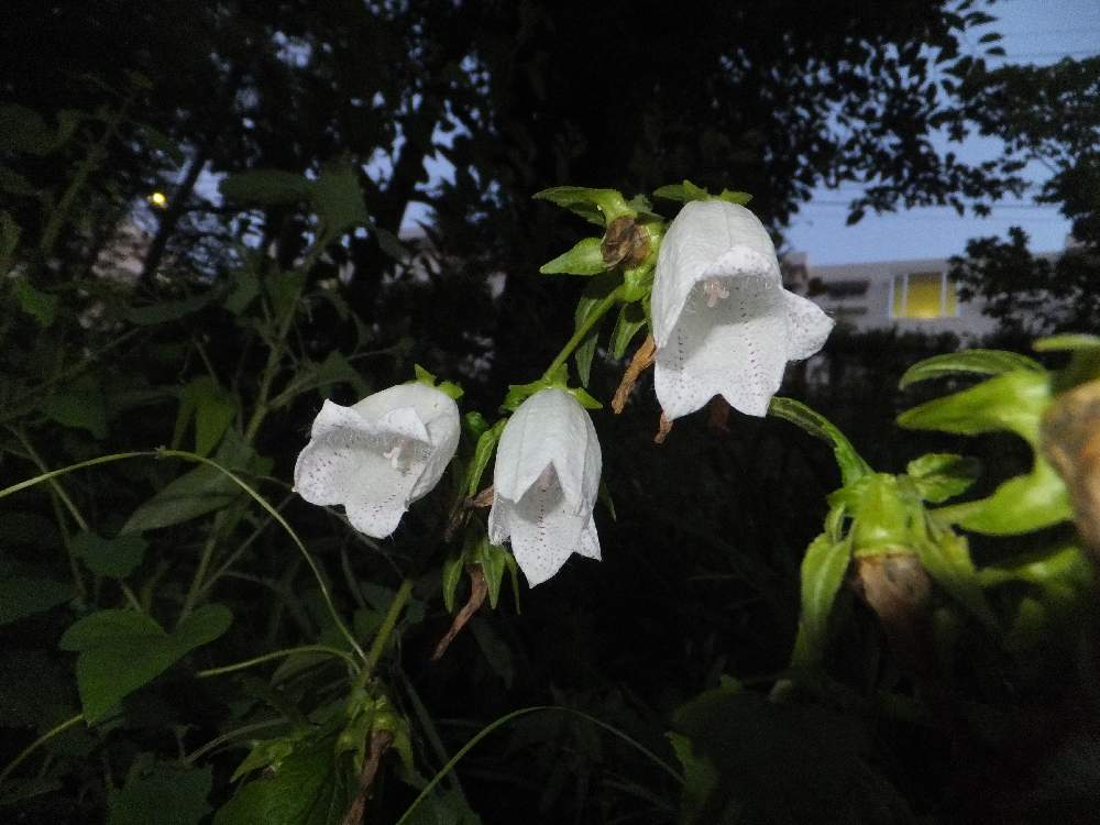 ホタルブクロ 白 の投稿画像 By Atomさん 花のある暮らしとgreen Up とpicatomとpicatom1906 19月6月25日 Greensnap グリーンスナップ