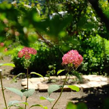 自慢のMyGardenコンテストの画像 by kobunonさん | 小さな庭とピンクアナベルと耐寒性宿根草とx20とhydrangeaと植中毒と今日のお花と『あじさい2019』フォトコンテストと✨New Face✨と小さい花と花のある暮らしとマイガーデンとアンティークレンガと自慢のMyGardenコンテスト