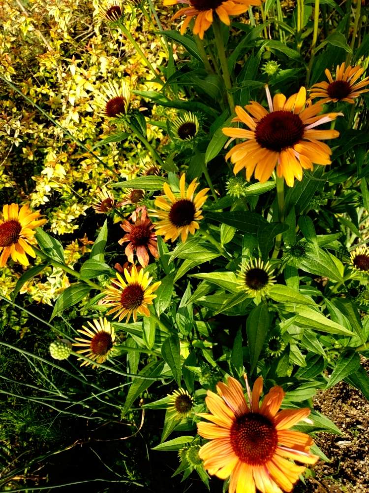 エキナセアの投稿画像 By ゆずさん アベリアカレイドスコープとささやかな楽しみと植えっぱなしとこぼれ種とガーデニングと花のある暮らしと癒しのひと時 19月6月25日 Greensnap グリーンスナップ