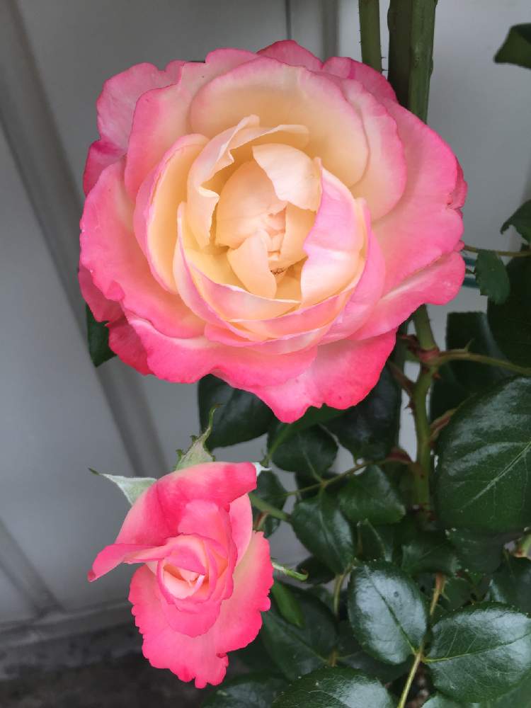 バラ ノスタルジーの投稿画像 By さん 花のある暮らしと花のある暮らし 19月6月26日 Greensnap グリーンスナップ Greensnap グリーンスナップ バラ ノスタルジーの投稿画像 By さん 花のある暮らしと花のある暮らし 19月6月26日 Greensnap グリーンスナップ Greensnap グリーンスナップ