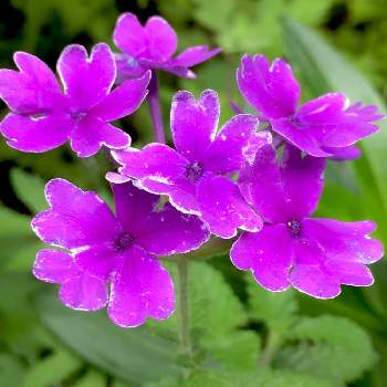 益田ミリの投稿画像一覧|🍀GreenSnap(グリーンスナップ)