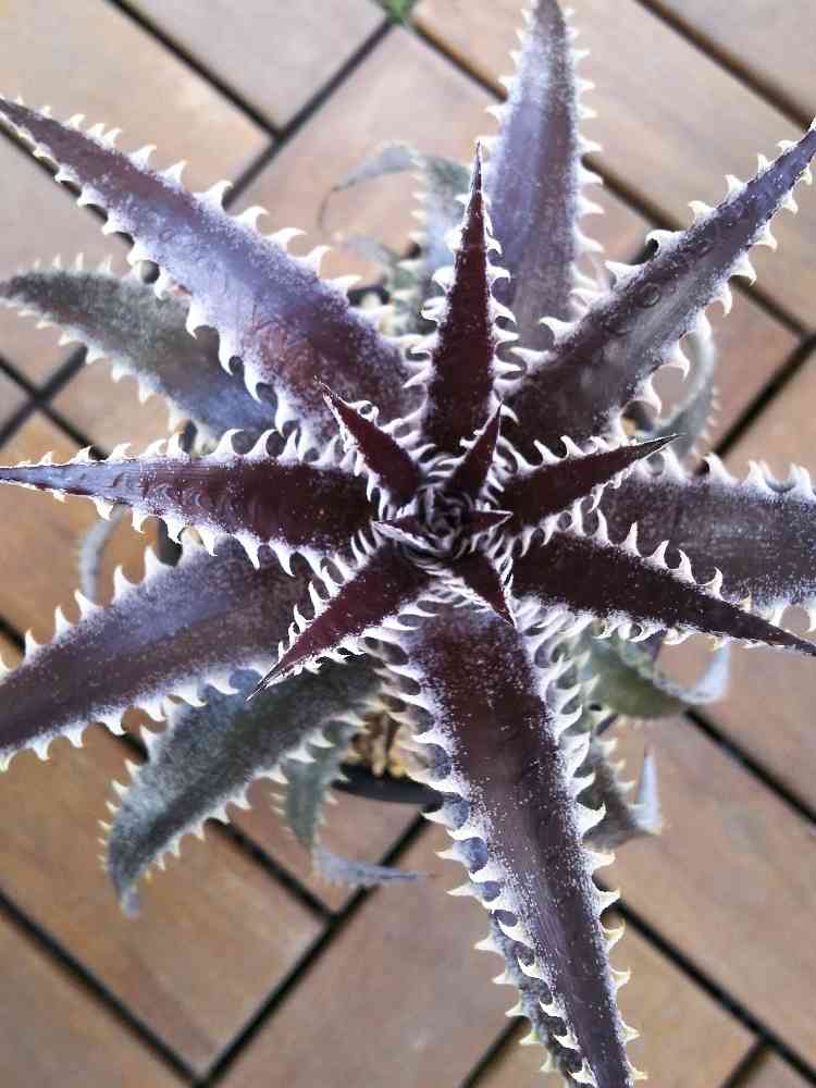 Dyckia 'Sawfish' ×'Heaven & Hell'の一覧|🍀GreenSnap Dyckia 'Sawfish' ×'Heaven & Hell'の一覧|🍀GreenSnap