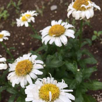 シャスターデージー♪の画像 by mimiさん | 小さな庭と多年草とシャスターデジーとシャスターデージー♪と地植えとガーデニングと白い花