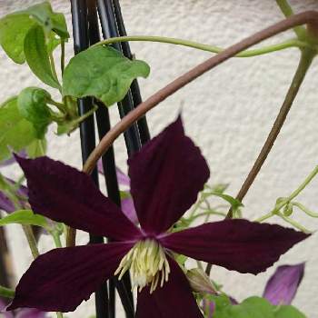 クレマチス ミケリテ の投稿画像一覧 Greensnap グリーンスナップ
