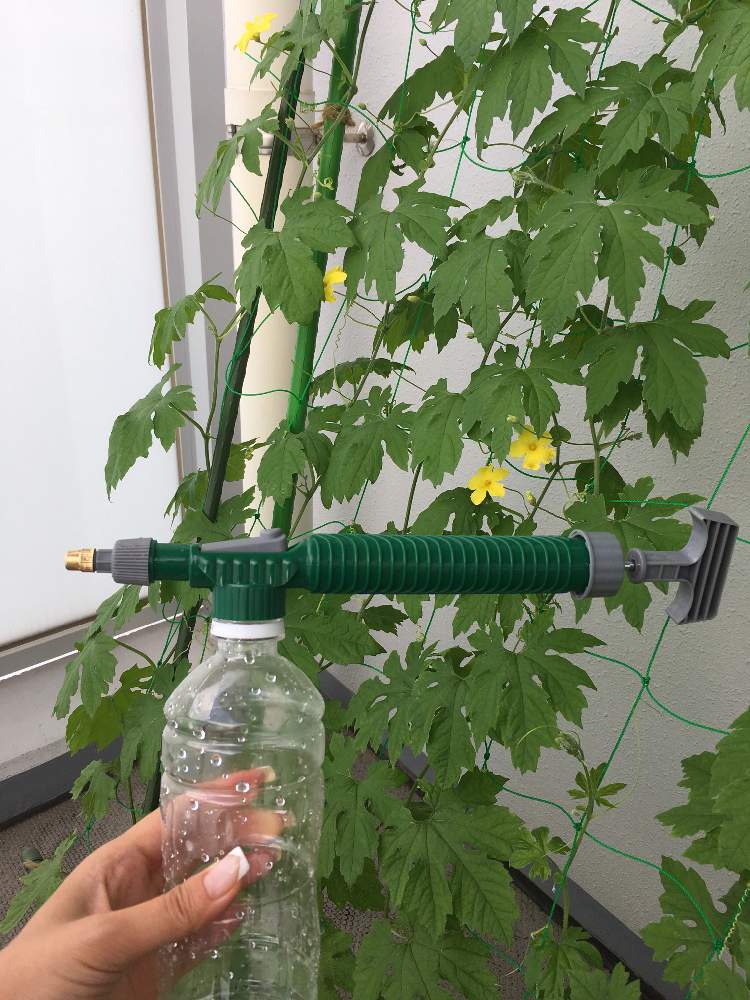 ゴーヤの投稿画像 By ポッキーさん グリーンカーテンと家庭菜園奮闘日記 19月6月26日 Greensnap グリーンスナップ
