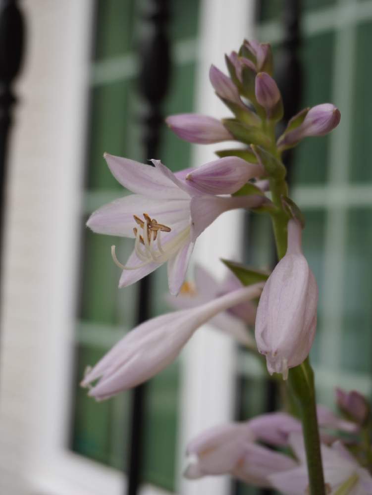 ギボウシの投稿画像 By ゆふさん ホスタパトリオットとさいた と梅雨の花とno Green No Lifeと鉢植えと花 のある暮らしと優しい色と玄関とさいた と梅雨の花とno Green No Lifeと鉢植えと花のある暮らしと優しい色 19月6月26日 Greensnap グリーンスナップ