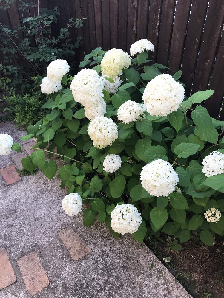 アナベルの投稿画像 By 綴さん 梅雨とアナベル 紫陽花と庭木とホワイトガーデンと花のある暮らしと白い花 19月6月26日 Greensnap グリーンスナップ