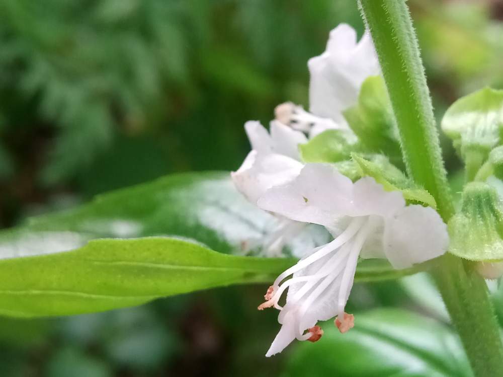 バジルの投稿画像 By みみたろうさん スイートバジルと白い花と花のある暮らしと緑のある暮らし 2019月6月26日 Greensnap グリーンスナップ