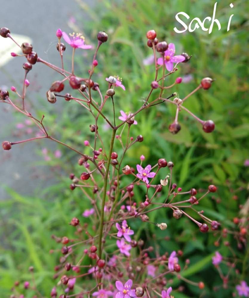 花のある暮らしの投稿画像 By Sachiさん 残したい風景と今日の花便りと今日の仕事道とハゼラン サンジソウ と花のある暮らしと残したい風景と今日の花便りと今日の仕事道 19月6月26日 Greensnap グリーンスナップ Greensnap グリーンスナップ