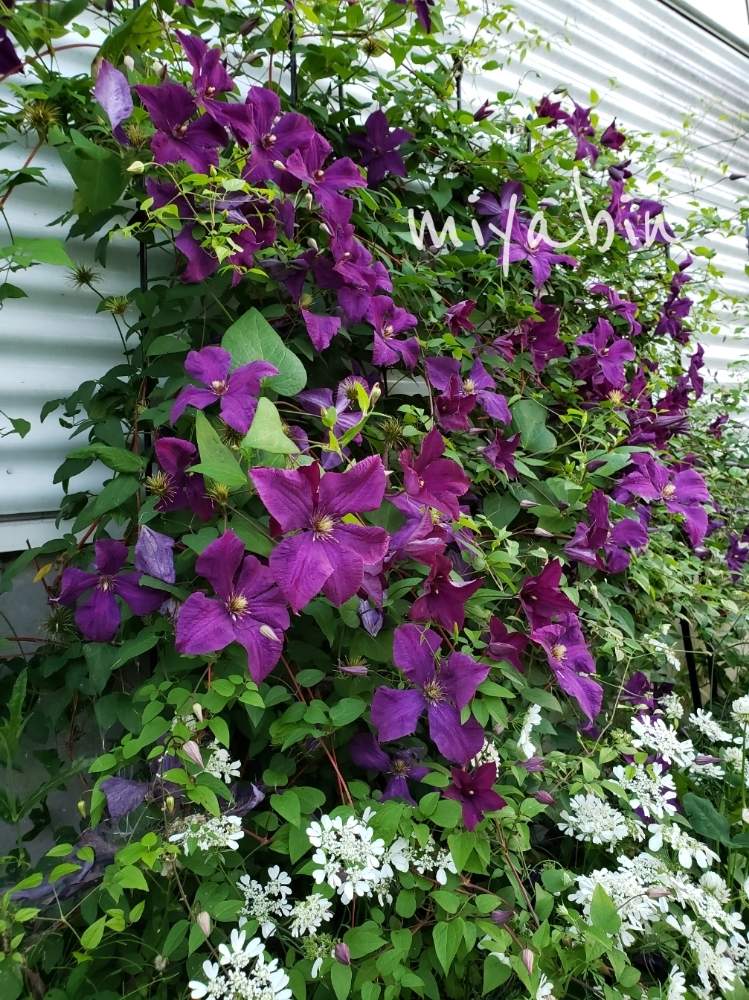 クレマチスの投稿画像 By Miyabinさん ジャックマニーと雪国とgs映えと誘引さぼるべからずと植えっぱなしと花のある暮らしと庭の宿根草 19月6月26日 Greensnap グリーンスナップ