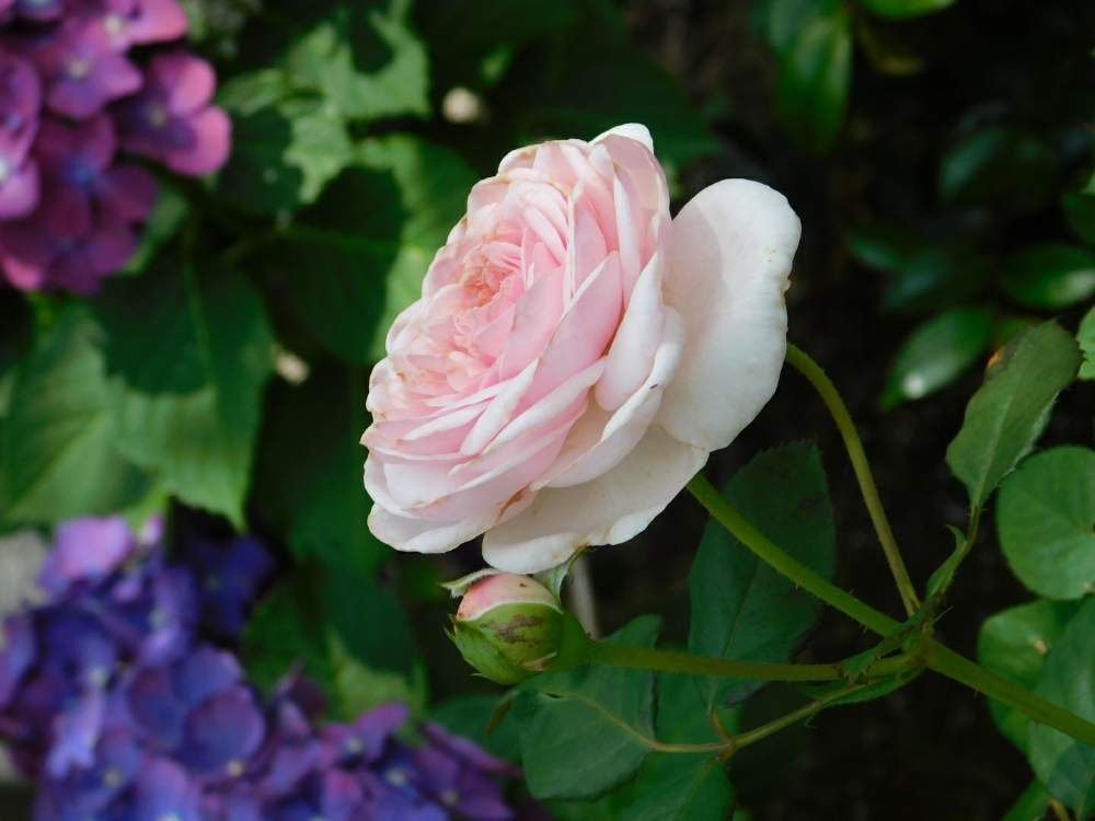 バラの投稿画像 By 庭野華子さん オリビアローズ オースチンとデビッドオースチンとイングリッシュ ローズと二番花と花のある暮らしと咲いた 19月6月26日 Greensnap グリーンスナップ