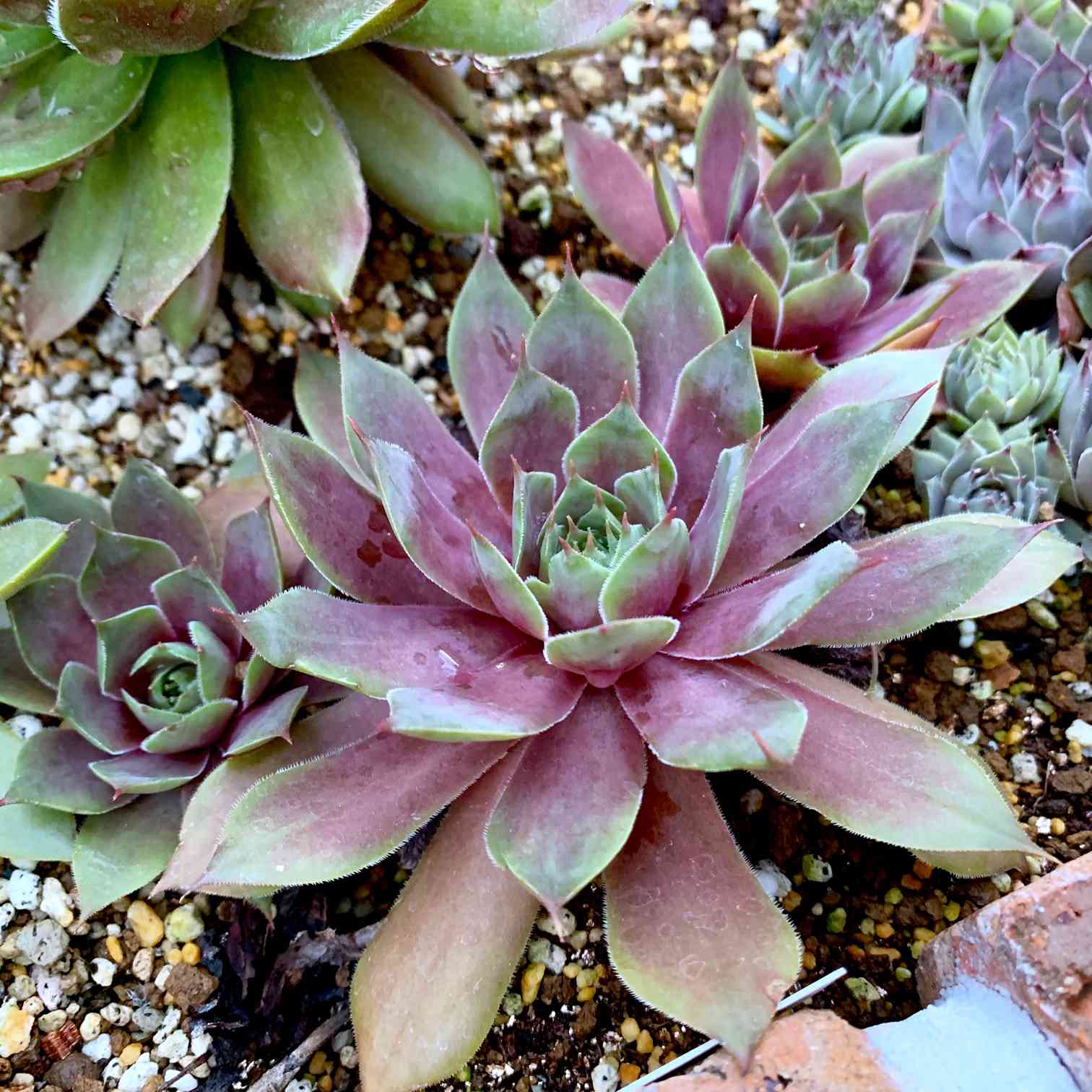 センペルビウム　ミズリーローズ センペルビウム ミズリーローズ 多肉植物】 センペルビウムの育て方と