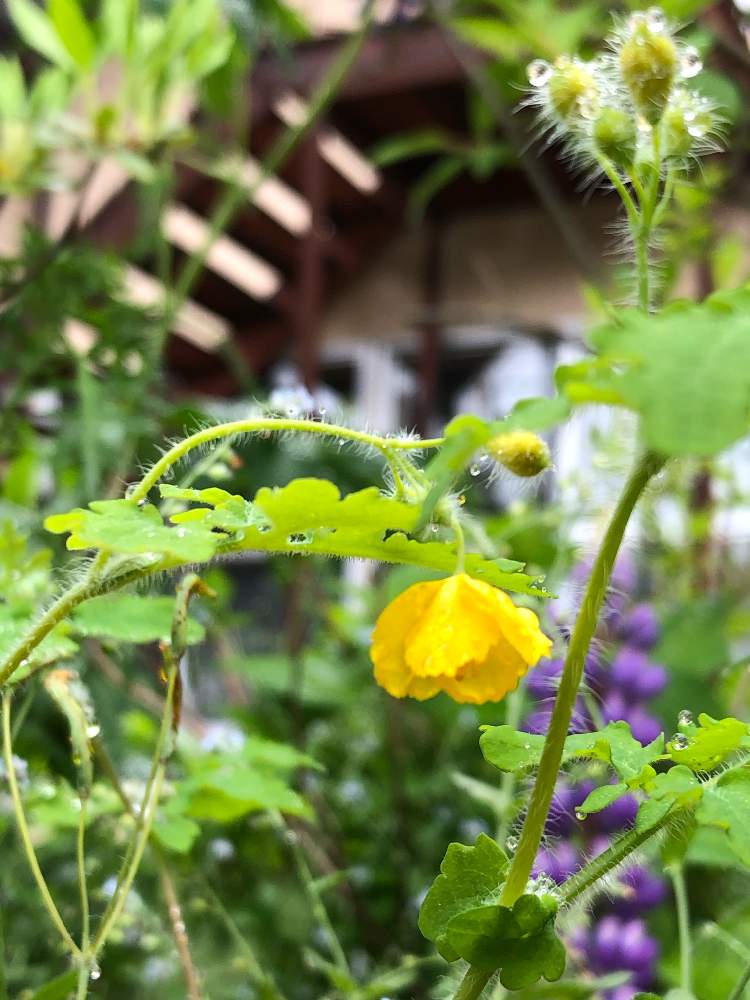 クサノオウの投稿画像 By Heathさん 黄色と北海道と中標津町とお出かけ先と山野草と一年草とケシ科とかぶれ注意と黄色と北海道と中標津町と山野草と一年草とケシ科とかぶれ注意 19月6月26日 Greensnap グリーンスナップ Greensnap グリーンスナップ