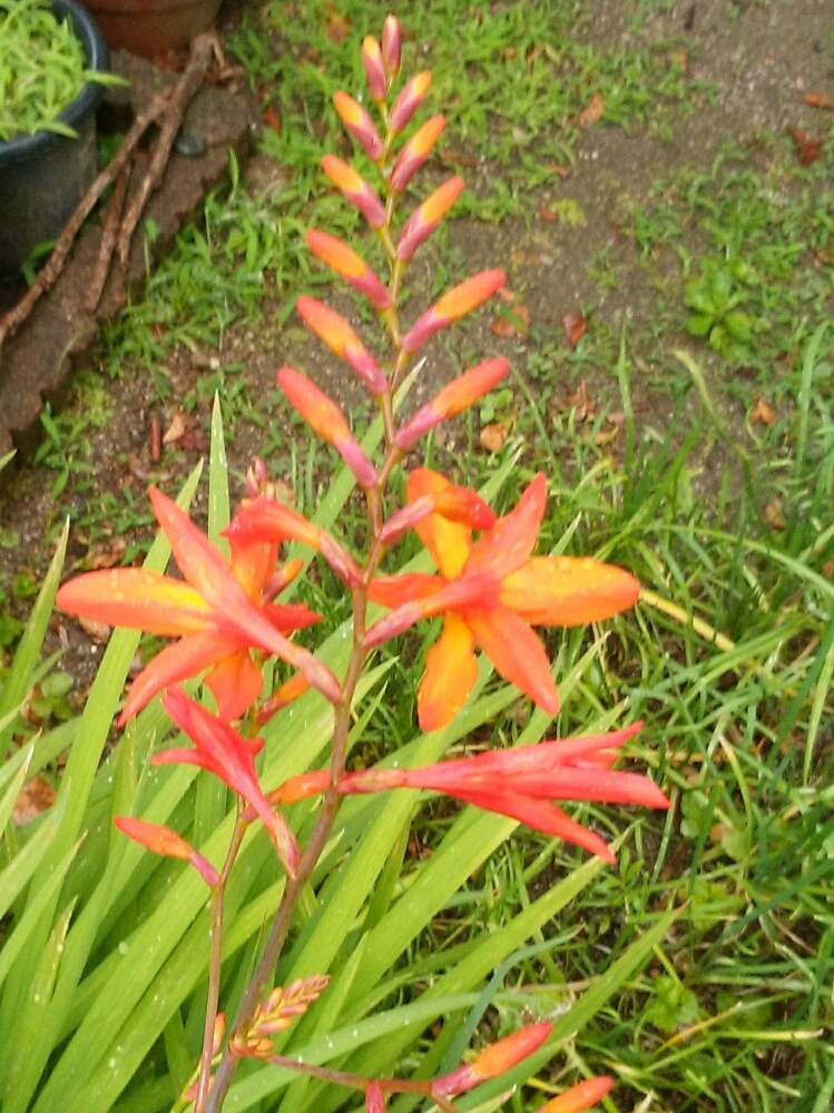 ヒメヒオウギズイセンの投稿画像 By 福岡ひろさん 小さな庭と令和最初の植物と夏の花達と夏の植物達と初夏の花たちと梅雨頃の植物達と道端の草花と身近にある花達と令和元年の花だなと花のある暮らしと令和の植物達と令和最初の植物と夏の花達と夏の植物達と初夏の花たち