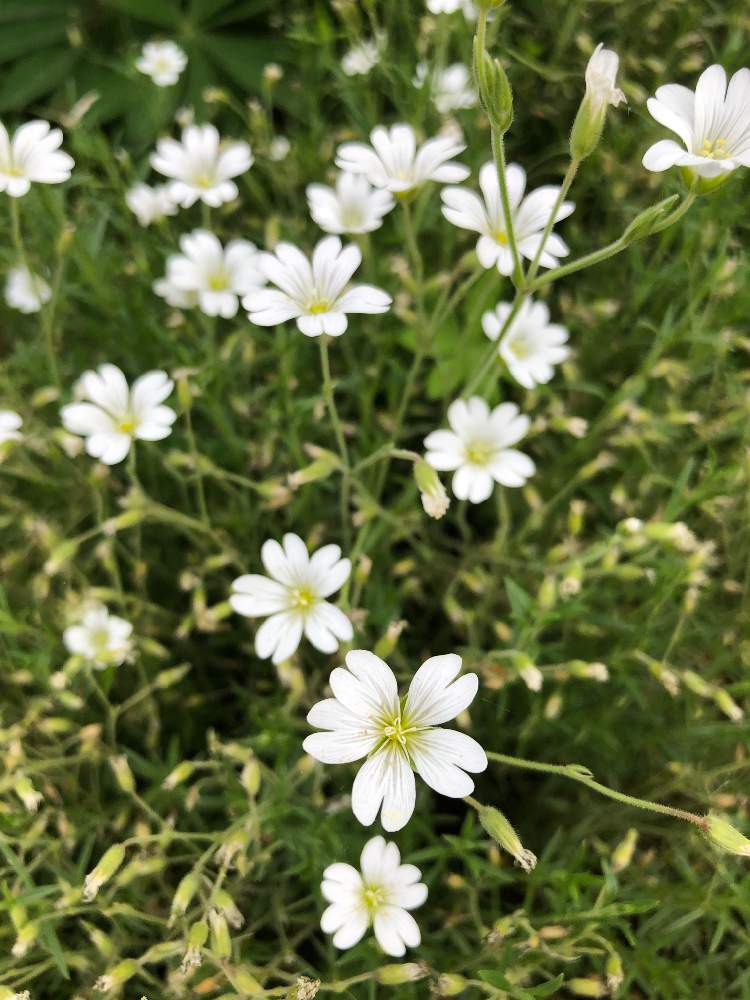 白い花の投稿画像 By Heathさん 群生と北海道と中標津町とナツユキソウとセラスチュムとナデシコ科とセラスチウムとお出かけ先と白い花と群生と北海道と 中標津町とナデシコ科 19月6月26日 Greensnap グリーンスナップ Greensnap グリーンスナップ
