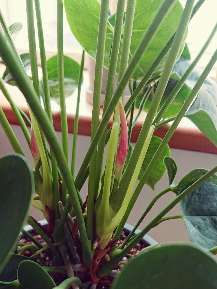 アンスリウムの投稿画像 By Beekoさん アンスリウム スイートドリームと花芽とi Love サトイモ科と成長中とサトイモ 科と花 のある暮らしとインテリアグリーンと窓辺と花芽とi Love サトイモ科と成長中とサトイモ 科と花のある暮らしとインテリアグリーン 19月6月26日