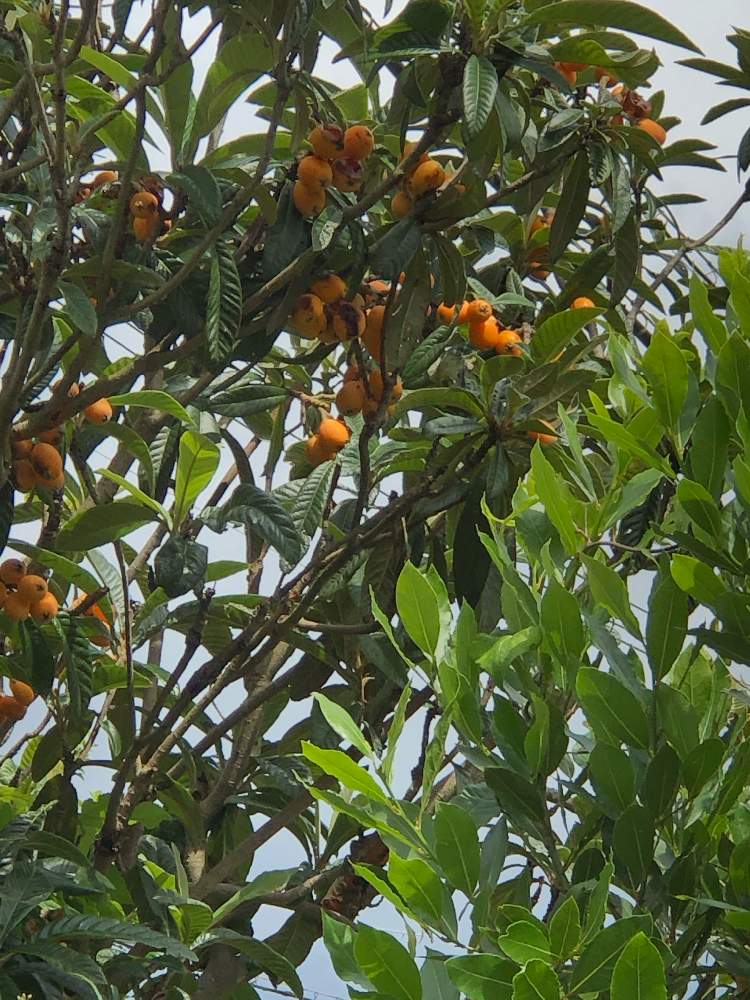 ビワの実の投稿画像 By Heathさん 木の実と常緑高木と食用とバラ科とコンポート 19月6月26日 Greensnap グリーンスナップ