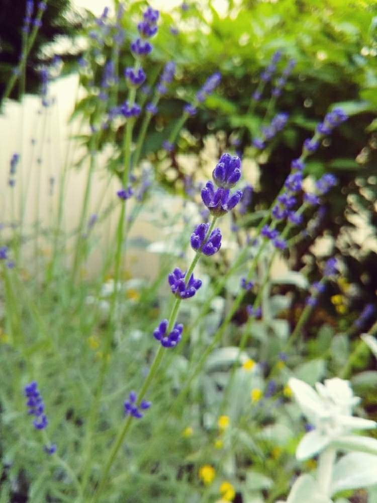 ラムズ イヤーの投稿画像 By シルクジャスミンさん ラナンキュラスゴールドコイン とラベンダー と心穏やかにと花のある暮らしとかわいいな と北海道といい香り と札幌 19月6月26日 Greensnap グリーンスナップ