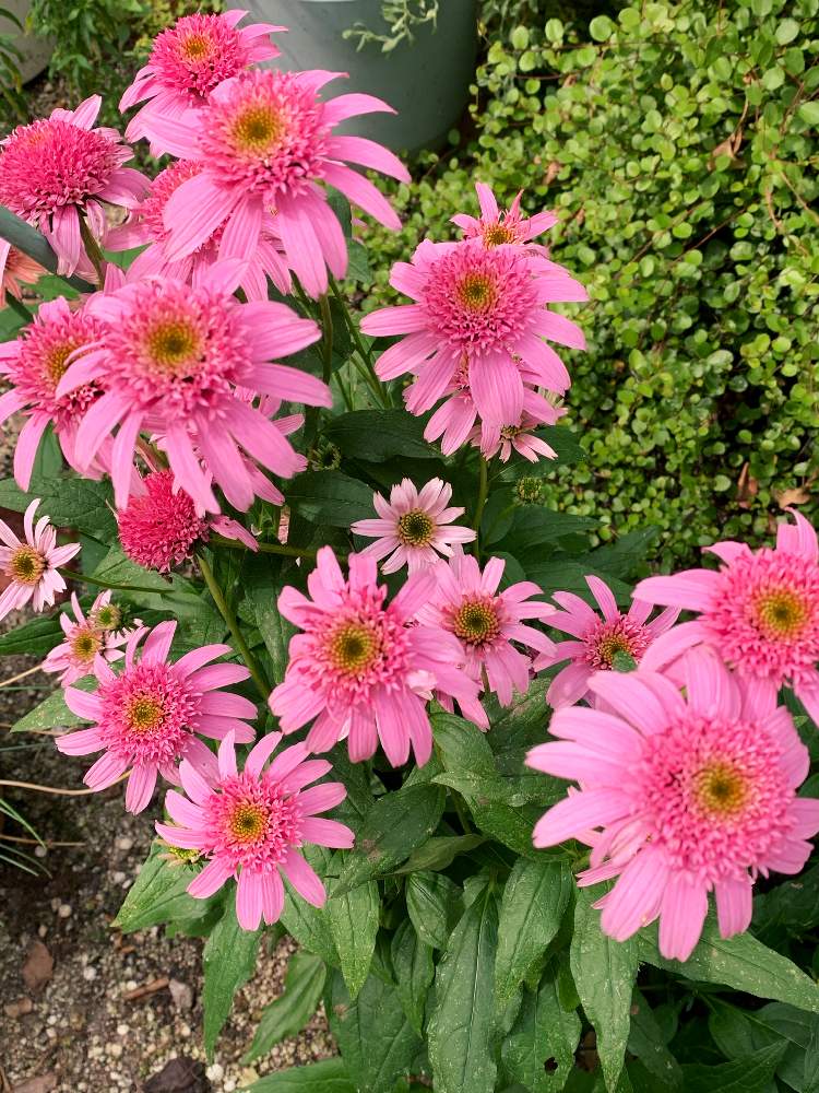 エキナセア ピンクダブルデライトの投稿画像 By ちゃんり さん エキナセアと毎年楽しむと植えっぱなしとお花に癒されて と花のある暮らしとどんどんふえちゃってます 19月6月26日 Greensnap グリーンスナップ