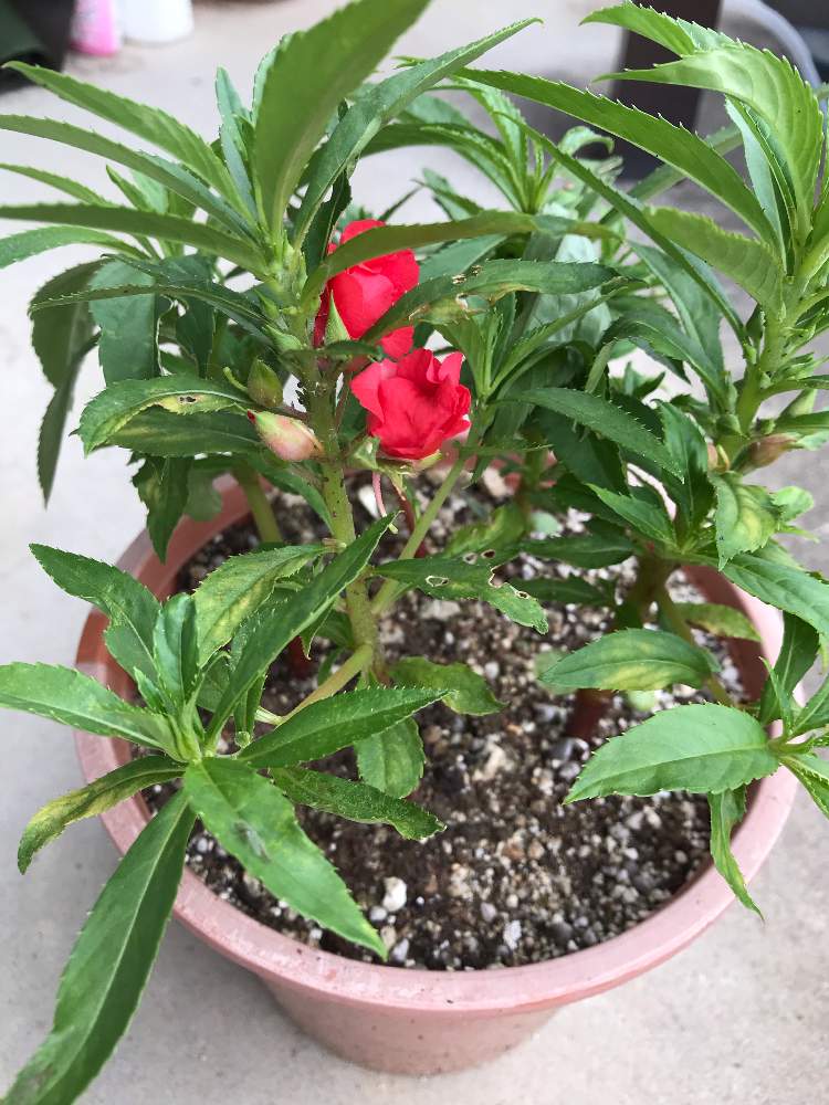 ホウセンカの投稿画像 By Hinapoohさん 19月6月26日 Greensnap グリーンスナップ