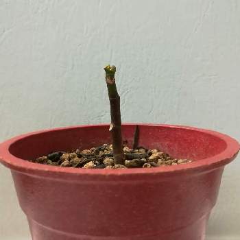 フィカスソフィアの投稿画像一覧 Greensnap グリーンスナップ