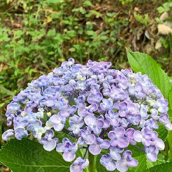 おたふく紫陽花 ポップコーンの投稿画像一覧 Greensnap グリーンスナップ