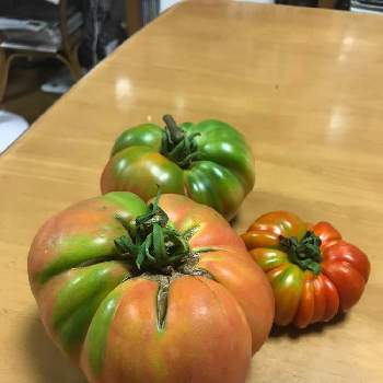 世界一トマトの画像 by dp106さん | 畑と世界一トマトと大型福寿とパルマと家庭菜園