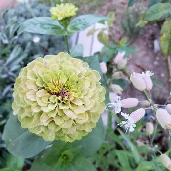 ジニア・クイーンシリーズの画像 by ピンクレモネードさん | 小さな庭と花のある暮らしとアンティークカラーとジニア・クイーンシリーズ