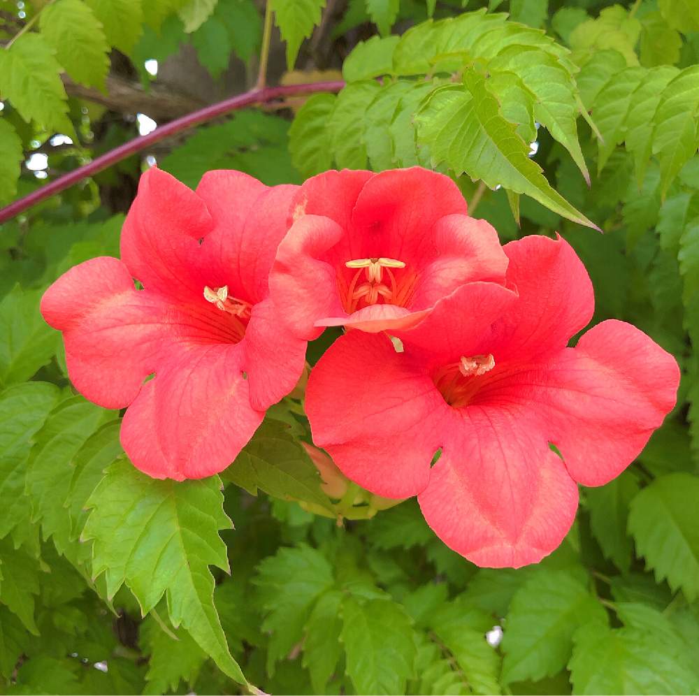 ノウゼンカズラの投稿画像 By お花畑さん 初めて見た と樹木と梅雨と赤い花とお散歩と6月 19月6月26日 Greensnap グリーンスナップ