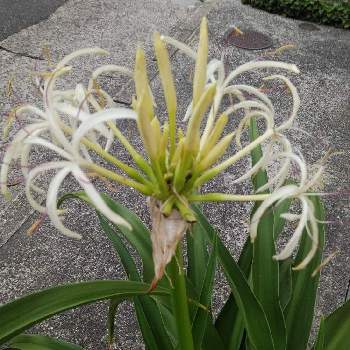 クリナム ハマユウ の投稿画像一覧 Greensnap グリーンスナップ