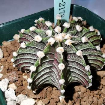 国際多肉協会の投稿画像一覧 Greensnap グリーンスナップ