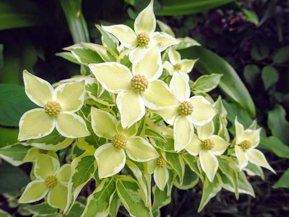 ヤマボウシの投稿画像 By Kumakoさん 小さな庭とキュンキュン乙女倶楽部とヤマボウシ ウルフアイと白い花 も好きと今日のお花とコンテナガーデンと斑入り葉好きと花のある暮らしとキュンキュン乙女倶楽部no190とキュンキュン乙女倶楽部とヤマボウシ ウルフアイと白い花