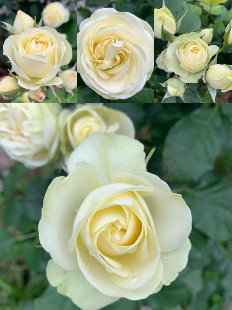 バラ クリーミーエデンの投稿画像 By きくさん バラのある暮らしとガーデニングと花のある暮らしと白い花と薔薇 19月6月27日 Greensnap グリーンスナップ