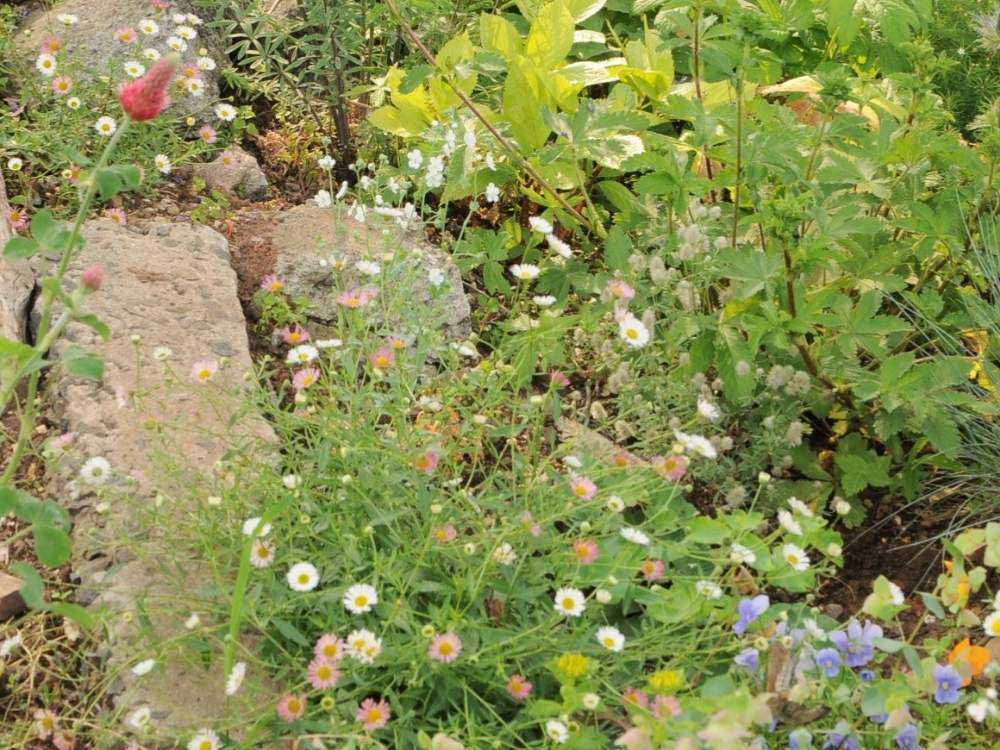庭の宿根草の投稿画像 By Saricoさん 北海道と北海道の庭 19月6月27日 Greensnap グリーンスナップ
