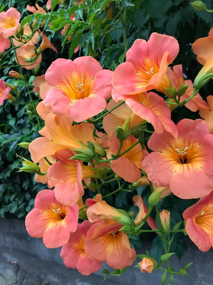 ノウゼンカズラの投稿画像 By ポキさん 19月6月27日 Greensnap グリーンスナップ