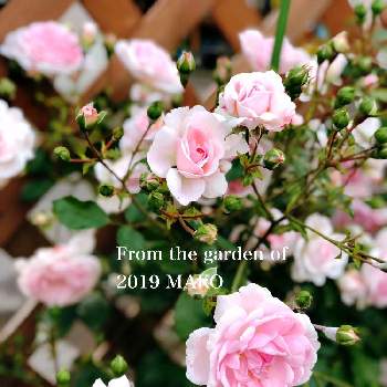 ラブリーメイアン薔薇の画像 by makoさん | 小さな庭と薔薇に魅せられてとバラ・修景バラとピンクのバラ♡とマイガーデンとナチュラルガーデンと薔薇のある暮らし♡と薔薇の庭と今日の一枚とラブリーメイアン薔薇とガーデニングと花のある暮らしと薔薇♪とバラ 四季咲きとバラを楽しむ