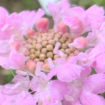 スカビオサ ピンクレースの投稿画像一覧 Greensnap グリーンスナップ