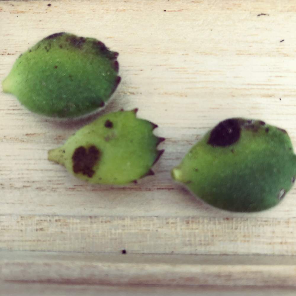 熊童子の投稿画像 By Suzu0806さん 小さな庭と多肉植物と多肉大好きとロウルサンコと可愛い多肉ちゃん と多肉女子と多肉寄せ植えと葉挿しと多肉初心者と癒しのひと時と多肉植物と多肉大好きとロウルサンコと可愛い多肉ちゃん と多肉女子と多肉寄せ植えと葉挿しと