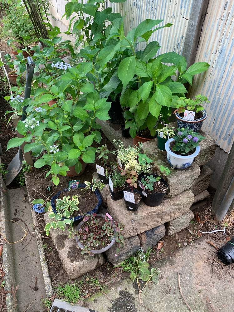 手作りの庭の投稿画像 By ゆずこしょうさん 鉢植えとdiyとガーデニングと花のある暮らし 19月6月27日 Greensnap グリーンスナップ