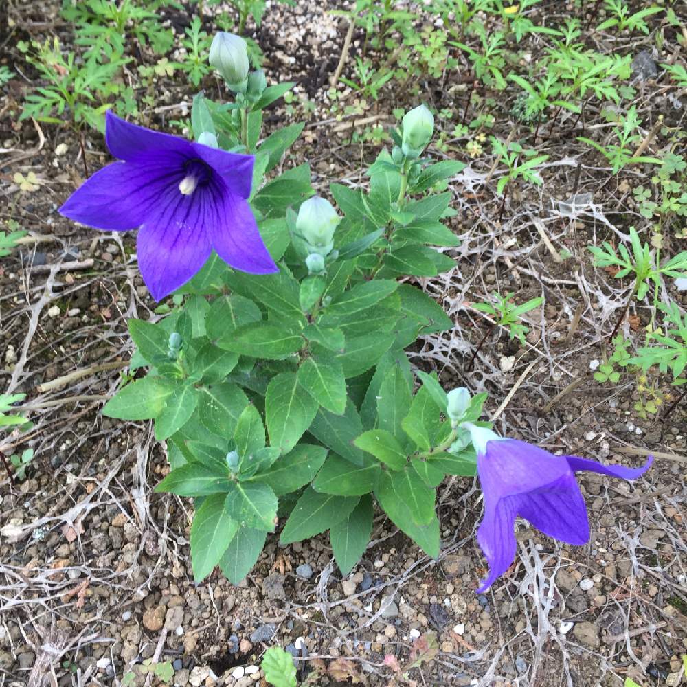 キキョウの投稿画像 By 令月さん 桔梗と小さな庭と和風と山野草と山野草大好き協会と多年草とガーデニングと花のある暮らしと和風と山野草と山野草大好き協会と多年草とガーデニングと花のある暮らし 19月6月27日 Greensnap グリーンスナップ Greensnap