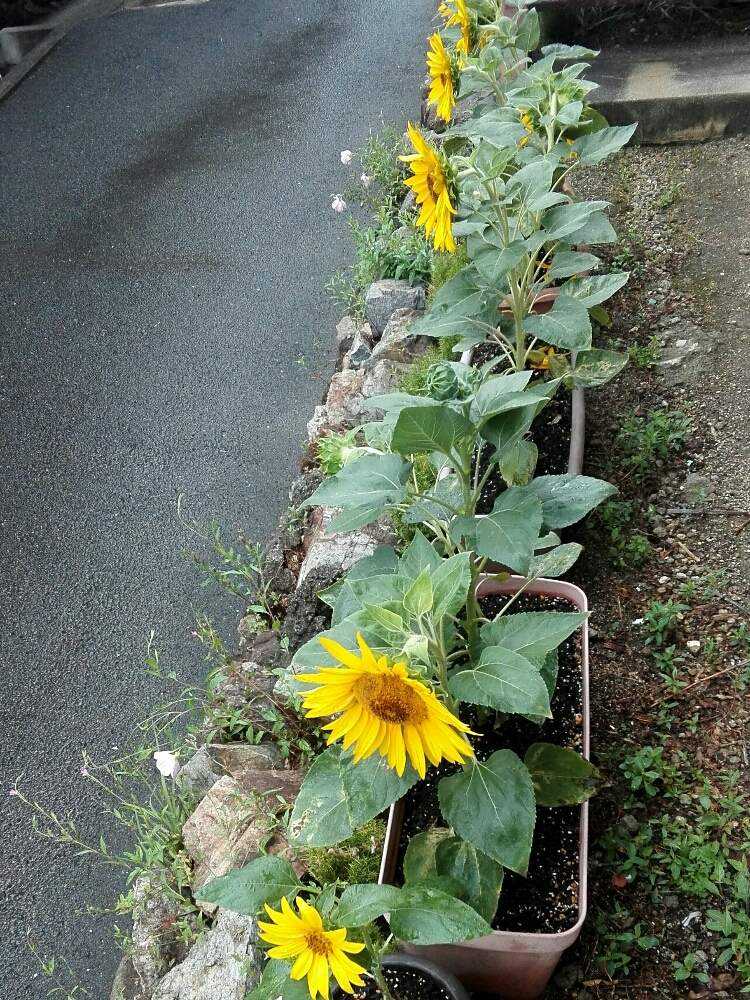 植え 方 の 種 ひまわり