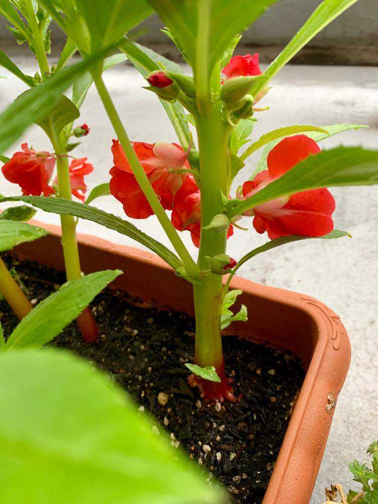 ホウセンカ成長記録 Greensnap グリーンスナップ