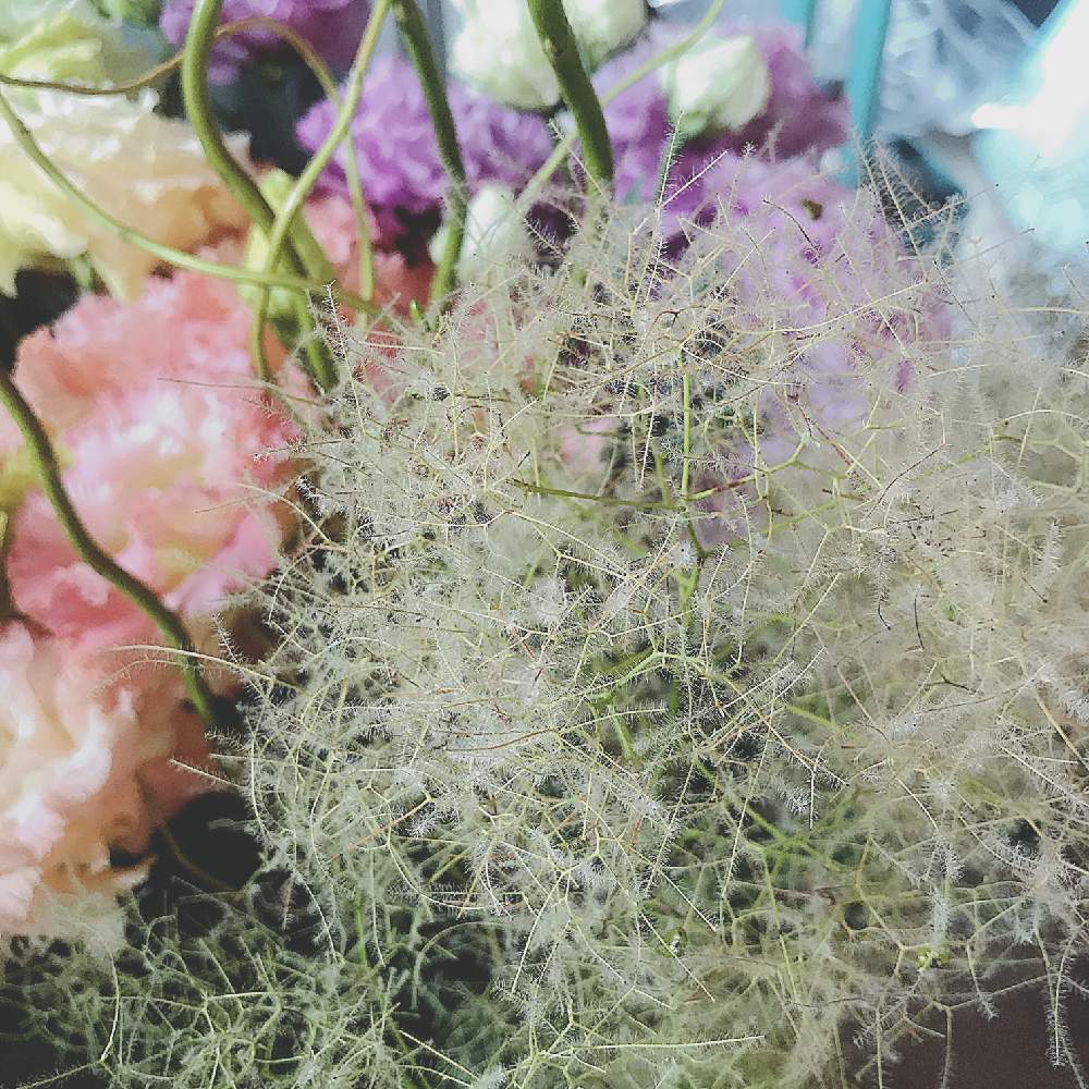 スモークツリーの投稿画像 By Nicoさん 部屋と切り花とフラワーアレンジメントと花のある暮らしと切り花とフラワーアレンジメントと花のある暮らし 19月6月27日 Greensnap グリーンスナップ Greensnap グリーンスナップ
