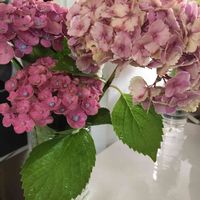 アジサイの画像