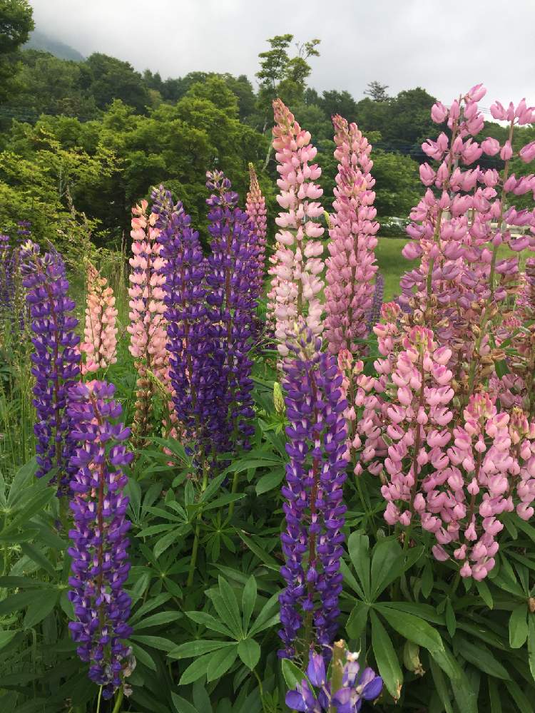 ルピナスの投稿画像 By みろくさん 19月6月27日 Greensnap グリーンスナップ