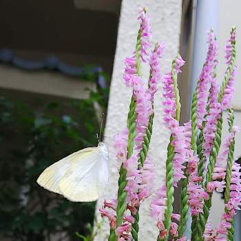 紋白蝶の画像 by 菊枷さん | 玄関と紋白蝶とネジバナ
