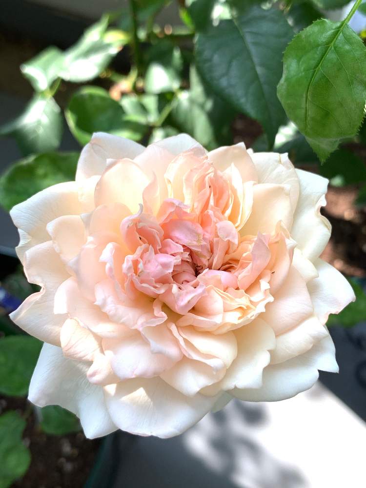 クロッシェの投稿画像 By Miniaさん カインズバラコンテスト19と薔薇に魅せられてとお気に入り とピンクのバラ とgs映えと今日の一枚と香りの良いバラといい香りと花のある暮らしと薔薇 とかわいいな とバラ 四季咲きとバラ ミニバラとロザリアンとバラを楽しむと