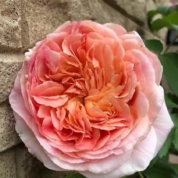 パピ・デルバールの画像 by rosa  sさん | 小さな庭とパピ・デルバールとばら バラ 薔薇とカインズバラコンテスト2019とピンクの花と北海道でも越冬しますと花のある暮らしと北海道