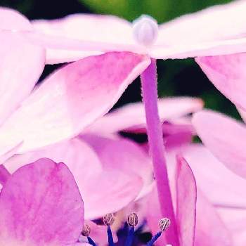 装飾花の画像 by ジャカりん☆(りり㍉)さん | 小さな庭とアジサイと落葉低木とかわいいな♡とアジサイ科とピンクのお花と装飾花と『あじさい2019』フォトコンテストとり’s#